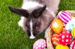 Rabbit And Easter Eggs In Green Grass Stock Photo