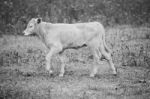 Country Cows Stock Photo