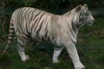 White Tiger Stock Photo