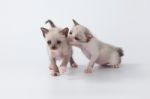 Cute Kitty Cat Playing On White Background Stock Photo