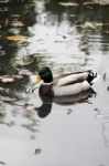 Mallard Duck Stock Photo