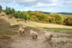 Sheeps Stock Photo