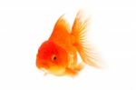 Gold Fish. Isolation On The White Stock Photo