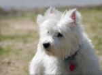 Westie In The Springtime Stock Photo