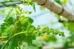 Young Green Grapes Stock Photo