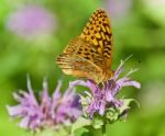 Photo Of A Beautiful Butterfly Sitting On Flowers Stock Photo