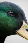 Mallard Duck Stock Photo