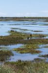 Beautiful Marshlands Stock Photo