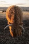 Highland Cow On The Farm Stock Photo