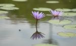 Beautiful Lotus&waterlily Flower Is The Symbol Of The Buddha, Thailand Stock Photo