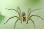 
Ambush Prey On Spider Webs Trap Nests Stock Photo