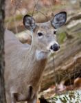 Beautiful Photo Of The Cute Deer In The Forest Stock Photo