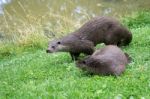 Eurasian Otters (lutra Lutra) On The Riverbank Stock Photo