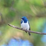 Male Ultramarine Flycatcher Stock Photo