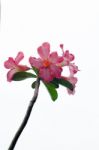 Azalea Flowers Stock Photo