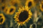 Sunflowers In A Field In The Afternoon Stock Photo