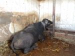 Buffalo Farm, Buffaloes Grazing In Open-air Cages  Stock Photo