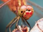 Portrait Of A Red Dragonfly Stock Photo