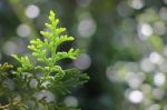 Pine Tree Stock Photo