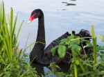 Black Swan (cygnus Atratus) Stock Photo