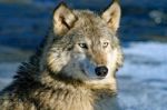 Lone Gray Wolf Stock Photo