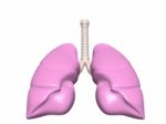 Lungs Stock Photo