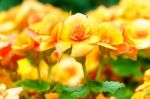 Yellow Orange Begonia Flower In Garden Stock Photo