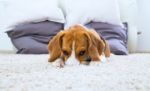 Dog Relaxing On The Carpet Stock Photo