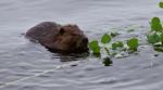 Beautiful Isolated Image Of A Beaver Eating Leaves In The Lake Stock Photo