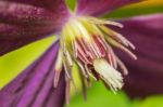 Purple Clematis Flower Stock Photo