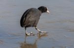 Coot (fulcia Atra) Gingerly Walking On The Ice At Warnham Nature Stock Photo