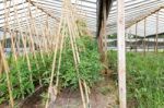 Plantation Of Tomatoes In The Organic Garden Stock Photo