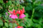 Fuchsia Flower Stock Photo