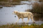 Sheep Running Stock Photo