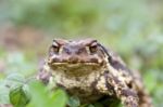 Common Toad Stock Photo