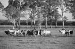 Country Cows Stock Photo