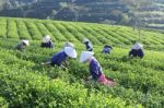 Dalat, Vietnam, July 30, 2016: A Group Of Farmers Picking Tea On A Summer Afternoon In Cau Dat Tea Plantation, Da Lat, Vietnam Stock Photo