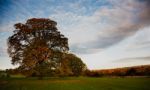 Autumn Tree Stock Photo