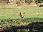 Deer At Bradgate Stock Photo