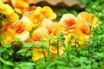 Yellow Orange Begonia Flower In Garden Stock Photo