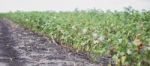 Cotton Field In Oakey Stock Photo