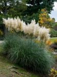 Pampas Grass In Full Bloom Stock Photo