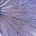 Betta Tail Fish Abstract Stock Photo