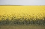 Field Of Canola Plants Stock Photo