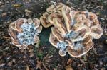 Bracket Fungus Stock Photo