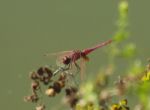 Red Dragonfly Stock Photo