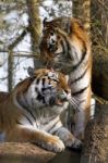 Siberian Tiger (panthera Tigris Altaica) Stock Photo