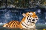 Tiger In The Water Stock Photo