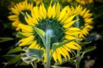 Close Up Rear View Of Blooming Sunflowers In Plantation Field Stock Photo