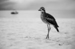 Bush Stone-curlew Resting On The Beach Stock Photo